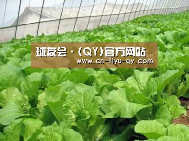 种植基地一