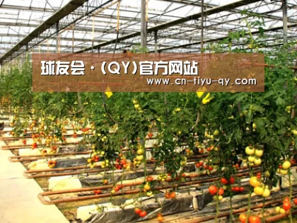 种植基地二(图1)